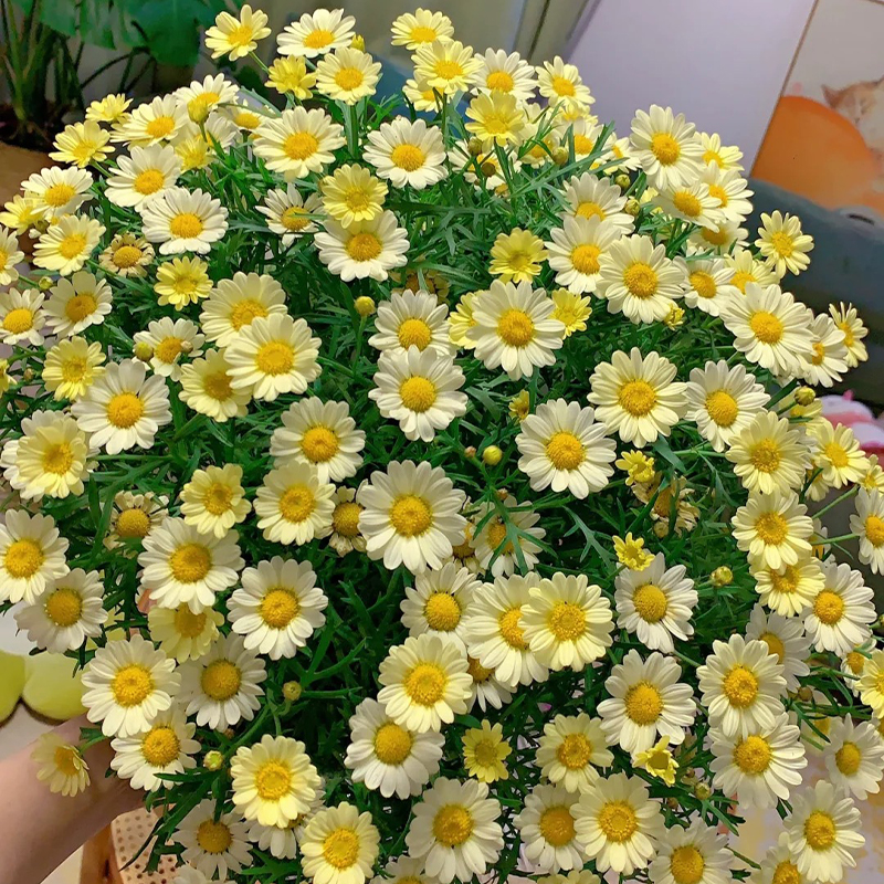 💥Frühjahrsauswahl💓Margeriten Chrysantheme Samen🌿Bezaubernde Blüten