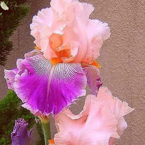 Multi Iris Seeds: Vibrant, Resilient, and Spectacular Blooms