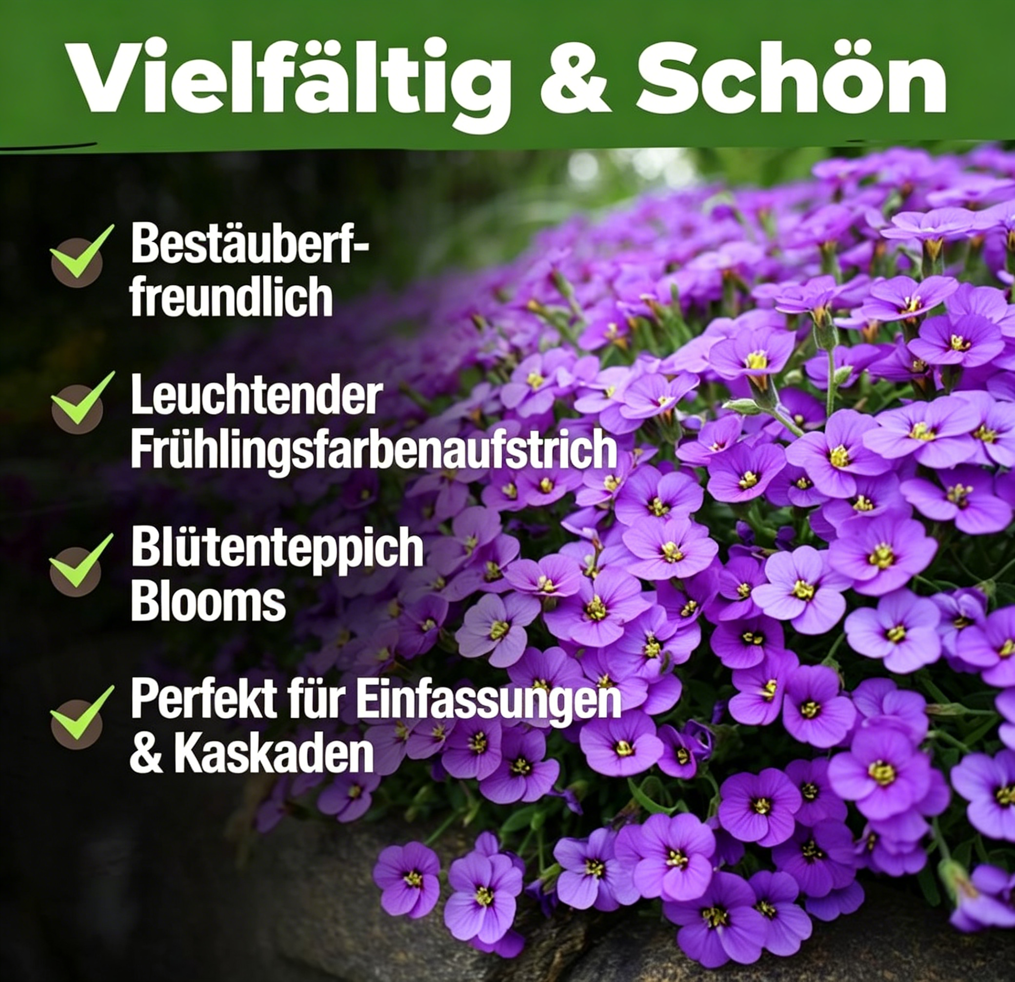 Aubrieta-Felsenkresse 'Purple' – Samenpackung für blühende Bodendecker – Mehrjährige Kressesamen für die Bepflanzung von Rasenflächen im Freien – Pflegeleicht, 300 gentechnikfreie Aubrieta deltoidea-Samen