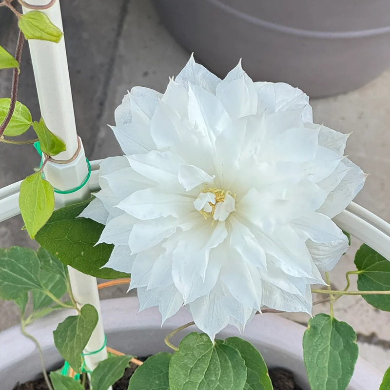 🚀Heißer Verkauf🌿Mehrfarbige Clematis🌱Einfach zu pflanzen