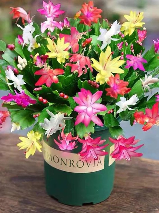 🔥Hot in 2024: 🌈Mixed Color Crab Claw Orchid