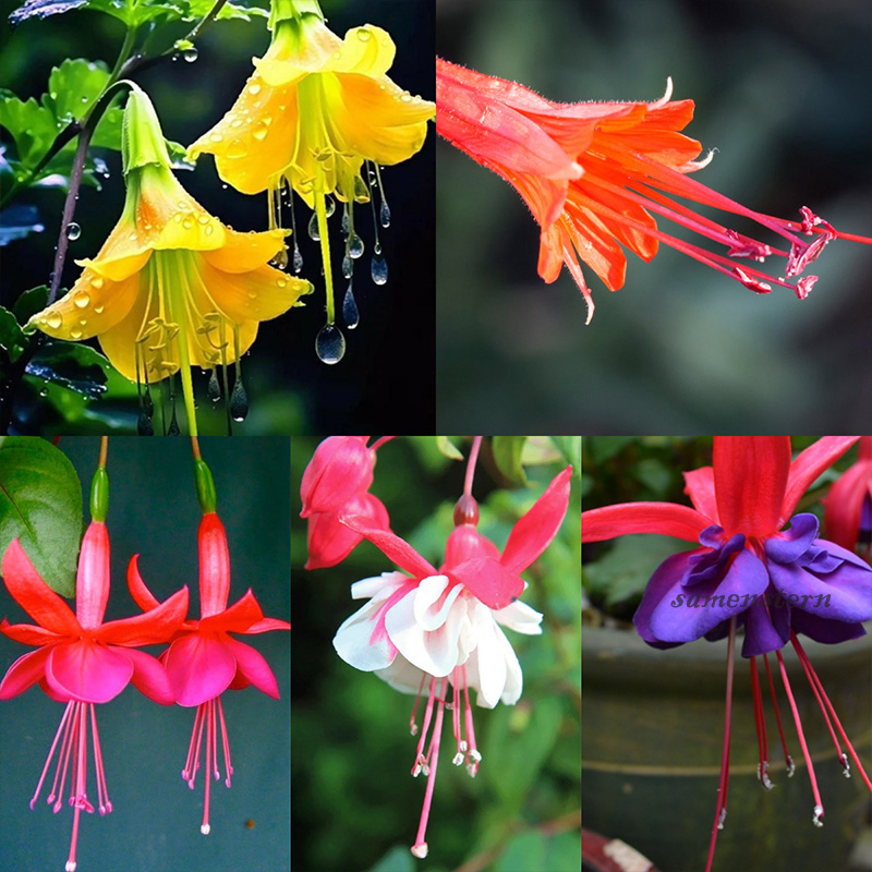 🌈Neues Produkt auf den Markt gebracht🦄Goldene Glockenblumensamen✨Blumen blühen kopfüber