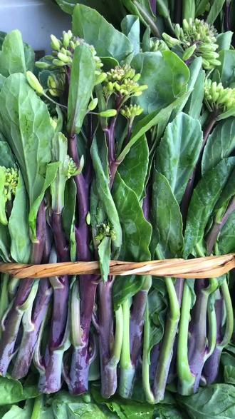 SWEETHEART-ROTKOHLSAMEN, ROTSTIEL-GRÜNKOHLSAMEN