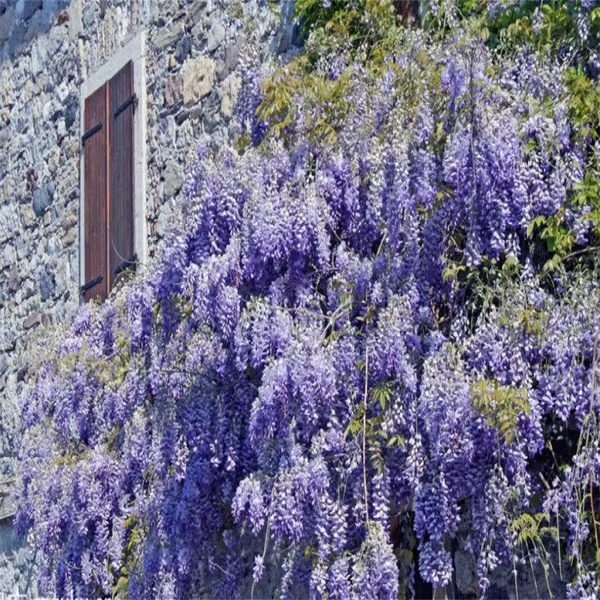 🌸WISTERIA - THE GARDEN’S CASCADING BEAUTY ALL YEAR ROUND