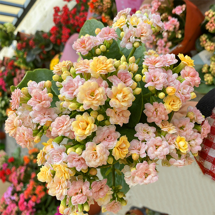 Rare Double Kalanchoe - Four Seasons Flowering