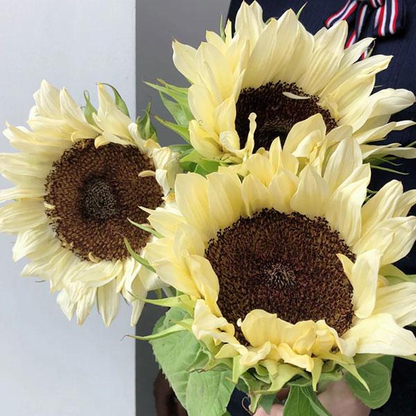 Butter Sonnenblumenkerne