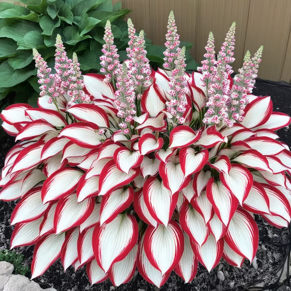 🍃Seltene Funkiensamen🌿