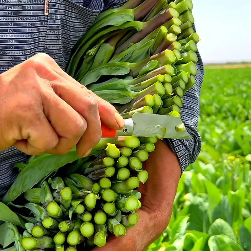 SWEETHEART-ROTKOHLSAMEN, ROTSTIEL-GRÜNKOHLSAMEN