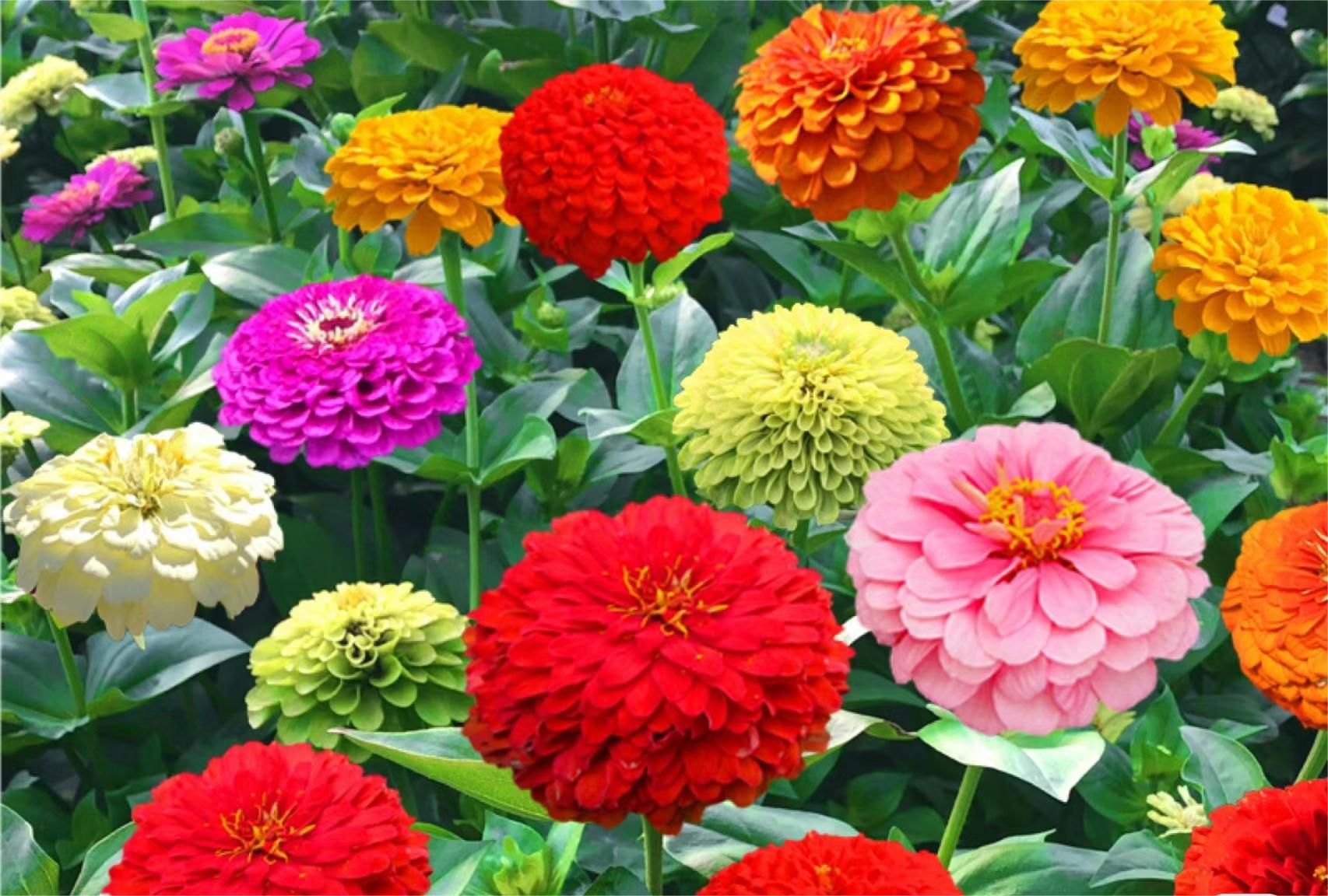 GEMISCHTE FARBZINNIEN-BLUMENSAMEN – DIE FARBENFROHE OASE IHRES GARTENS