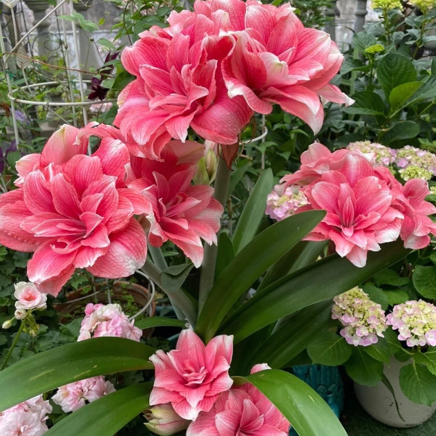🌺Double-Petaled Perfume Amaryllis Bulbs