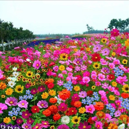 Mixed Perennial Flowers Seeds-Over 50 kinds mixed-Easy care
