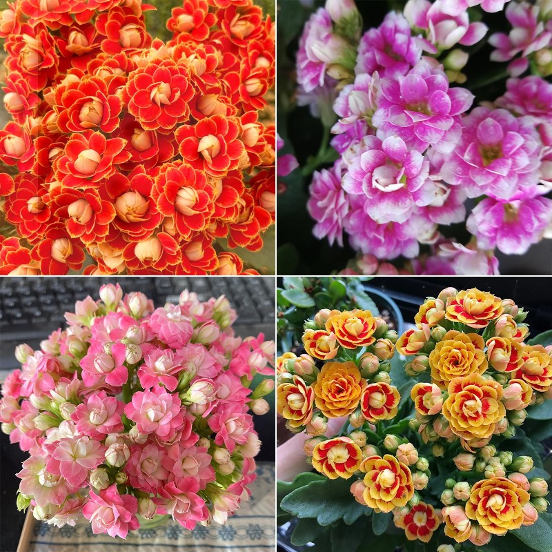 Rare Double Kalanchoe - Four Seasons Flowering