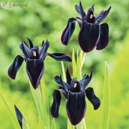 Multi Iris Seeds: Vibrant, Resilient, and Spectacular Blooms