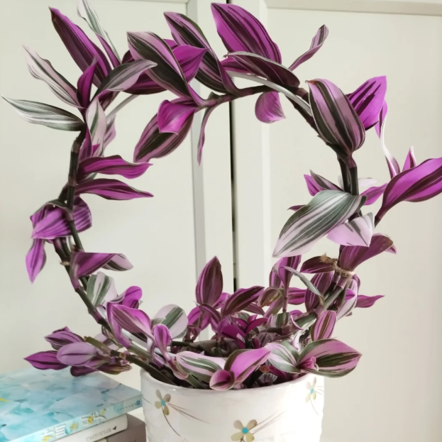 💐Oil Painting Hochzeit Orchidee Samen