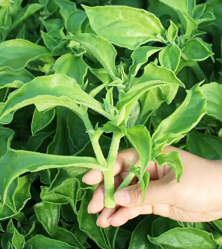 BIO-KRISTALLINE EISPFLANZE❄️ – GENIESSEN SIE DEN NATÜRLICHEN SALZGESCHMAC