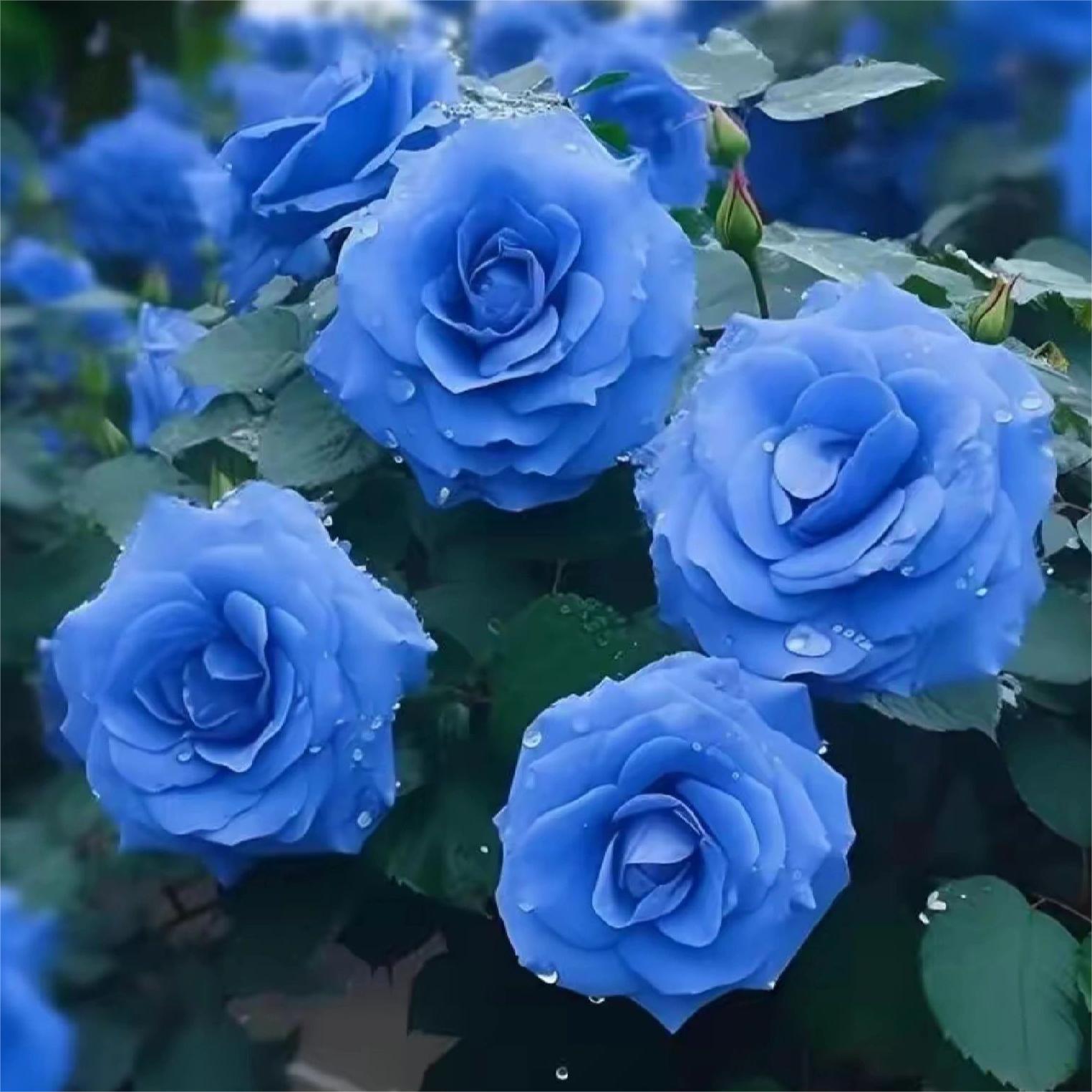 Blue Enchantress Roses - Rare-chloriseeds