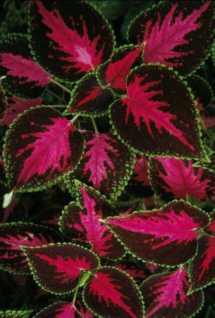 🌿FROSTBESTÄNDIGER COLEUS IN SELTENEN FARBEN – ERHELLEN SIE IHREN RAUM MIT EINZIGARTIGEM LAUB 🌿