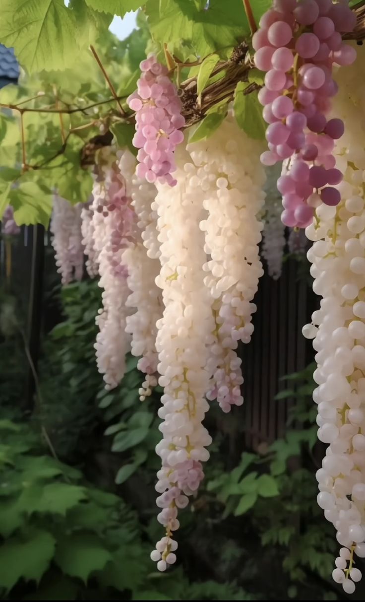 Giant Seedless Waterfall Grape Seeds