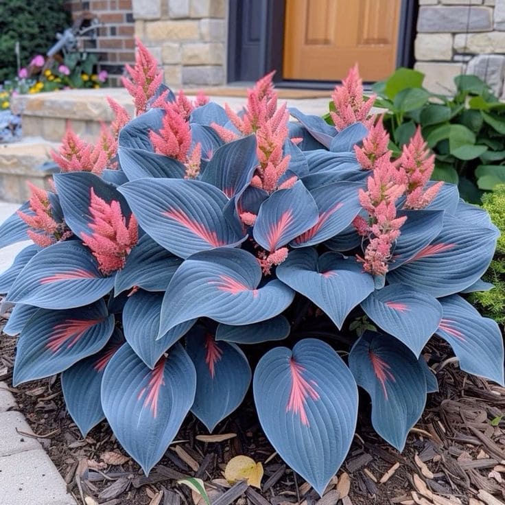 Rare Multi-colored Hostas Seeds