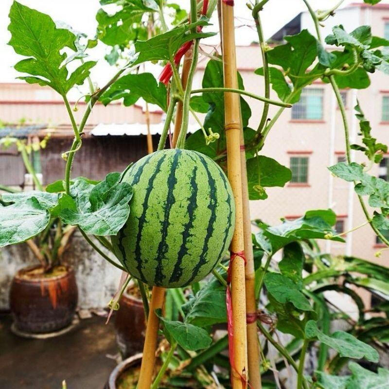 Apple Watermelon Seeds-Small Space Planting