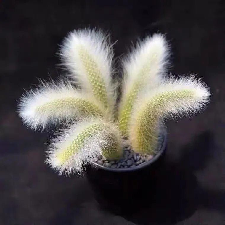 🪴DIE EINFACH ZU ZÜCHTENDE 🦊NEUNSCHWÄNZIGE🌵 FUCHS-SUKKULENTE