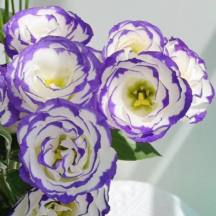 🌺LISIANTHUS – AUFRICHTIGE LIEBE