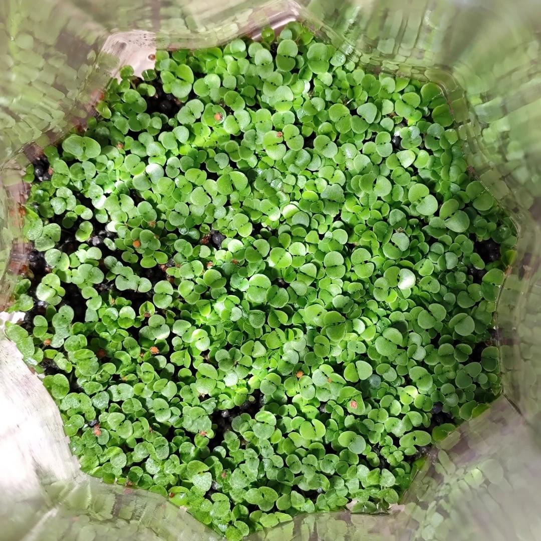 🌿Kupfermünzgras – im Reichtum wälzen