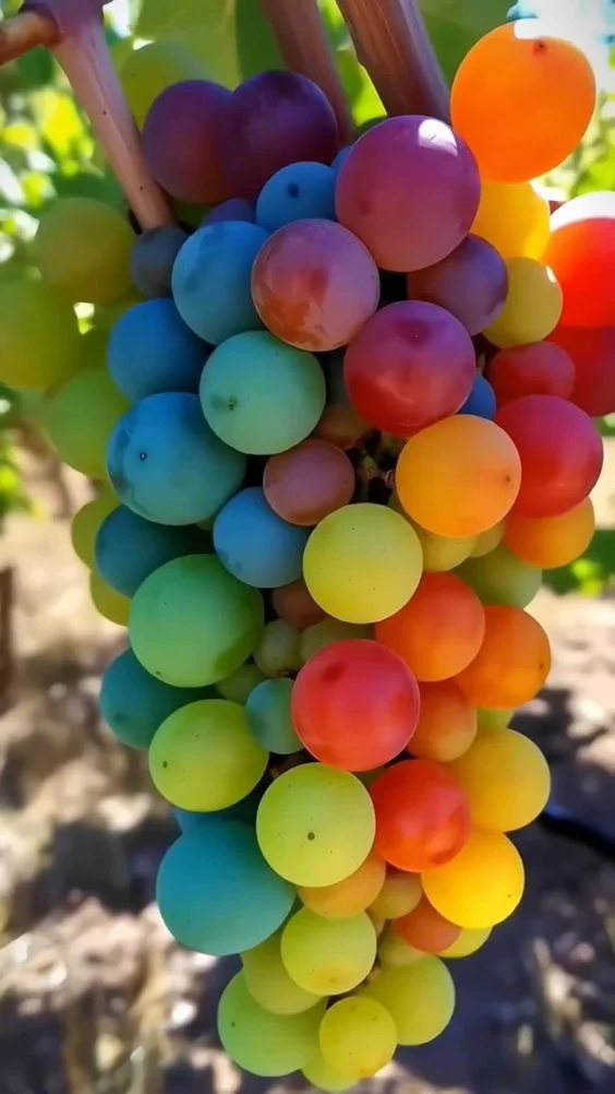 🌈🍇Rainbow Grapes Seeds