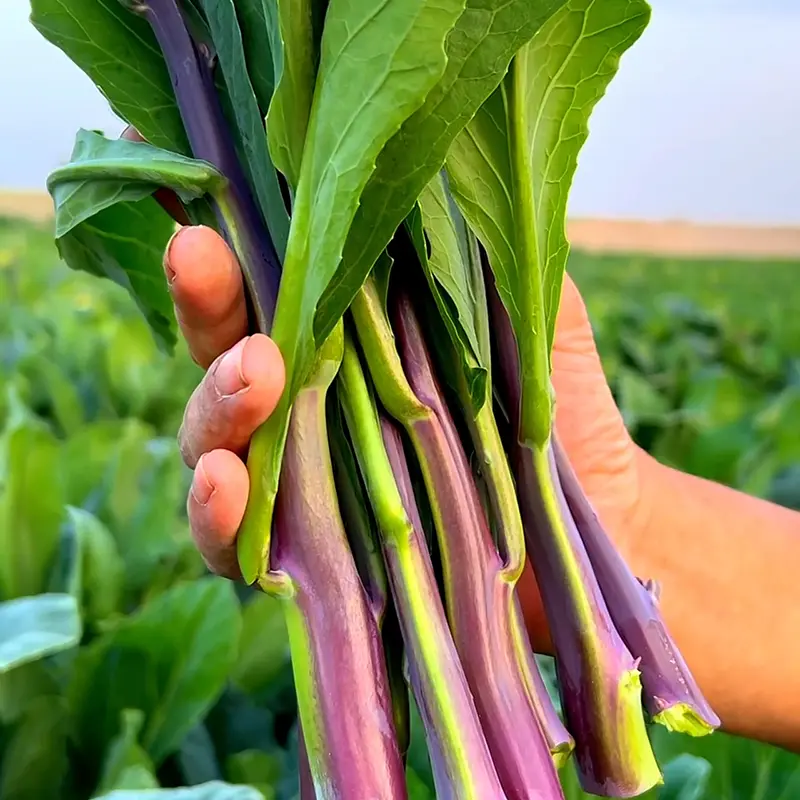 SWEETHEART-ROTKOHLSAMEN, ROTSTIEL-GRÜNKOHLSAMEN