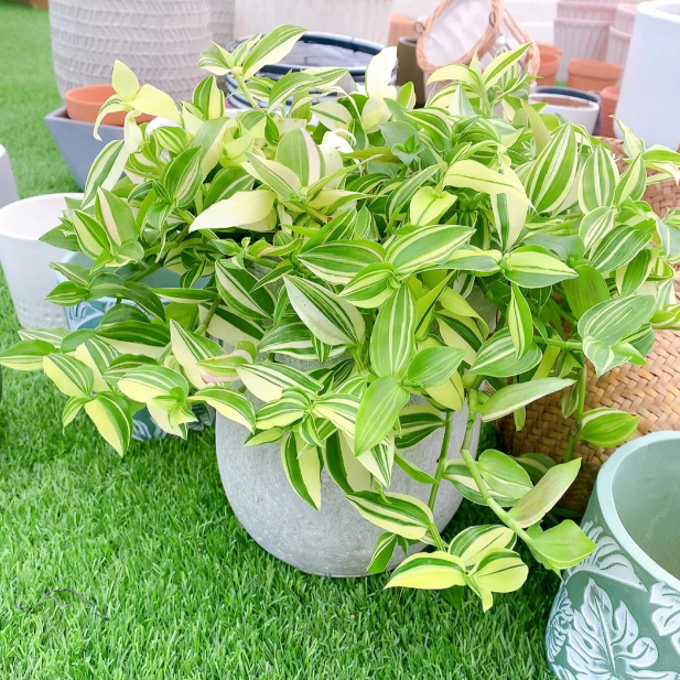 💐Oil Painting Hochzeit Orchidee Samen