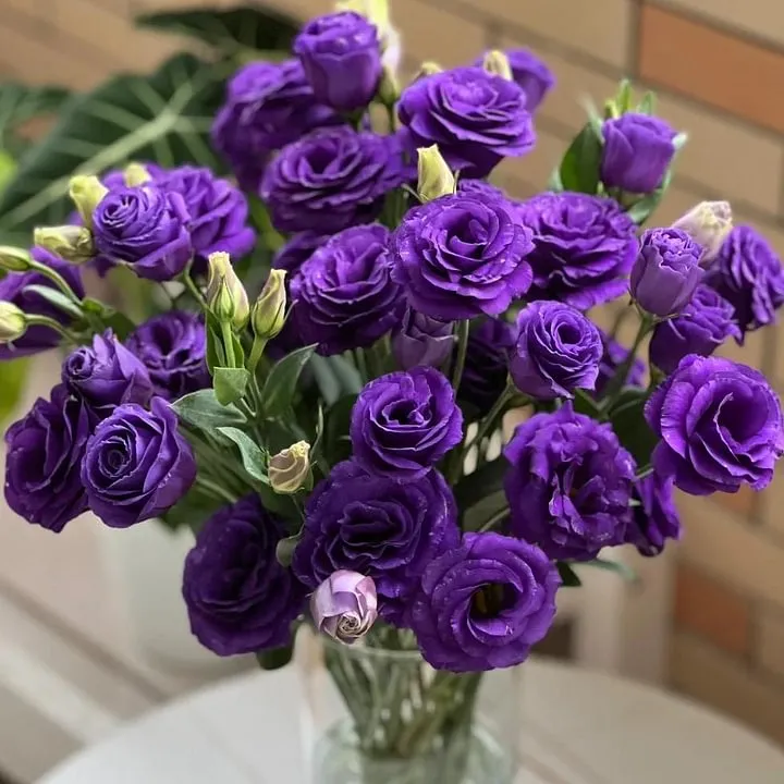 🌺LISIANTHUS – AUFRICHTIGE LIEBE