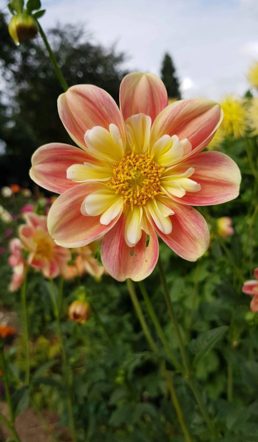 FEERY BLOOM - APRIL HEATHER DAHLIA SAMEN