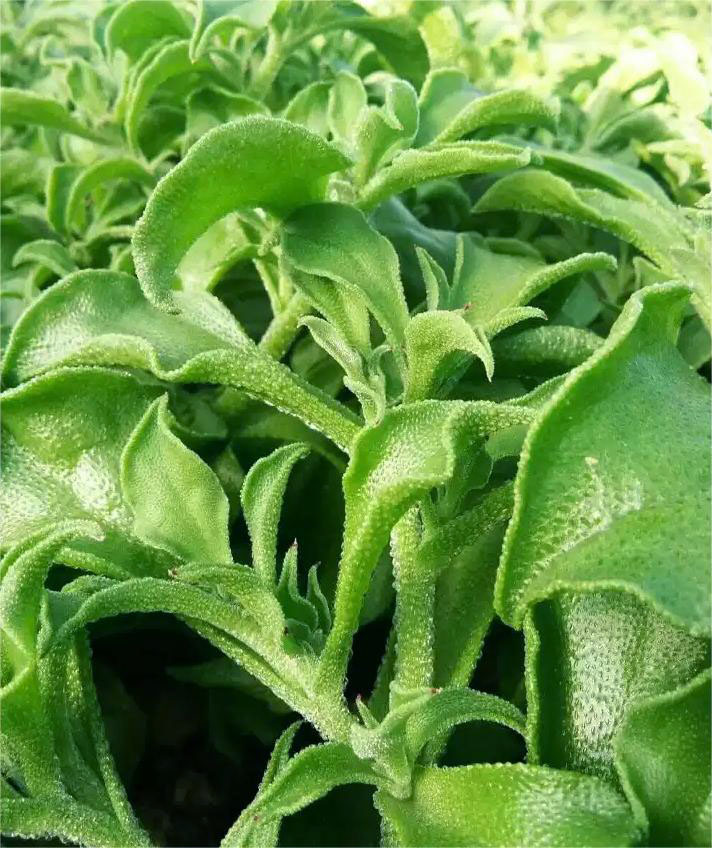 BIO-KRISTALLINE EISPFLANZE❄️ – GENIESSEN SIE DEN NATÜRLICHEN SALZGESCHMAC