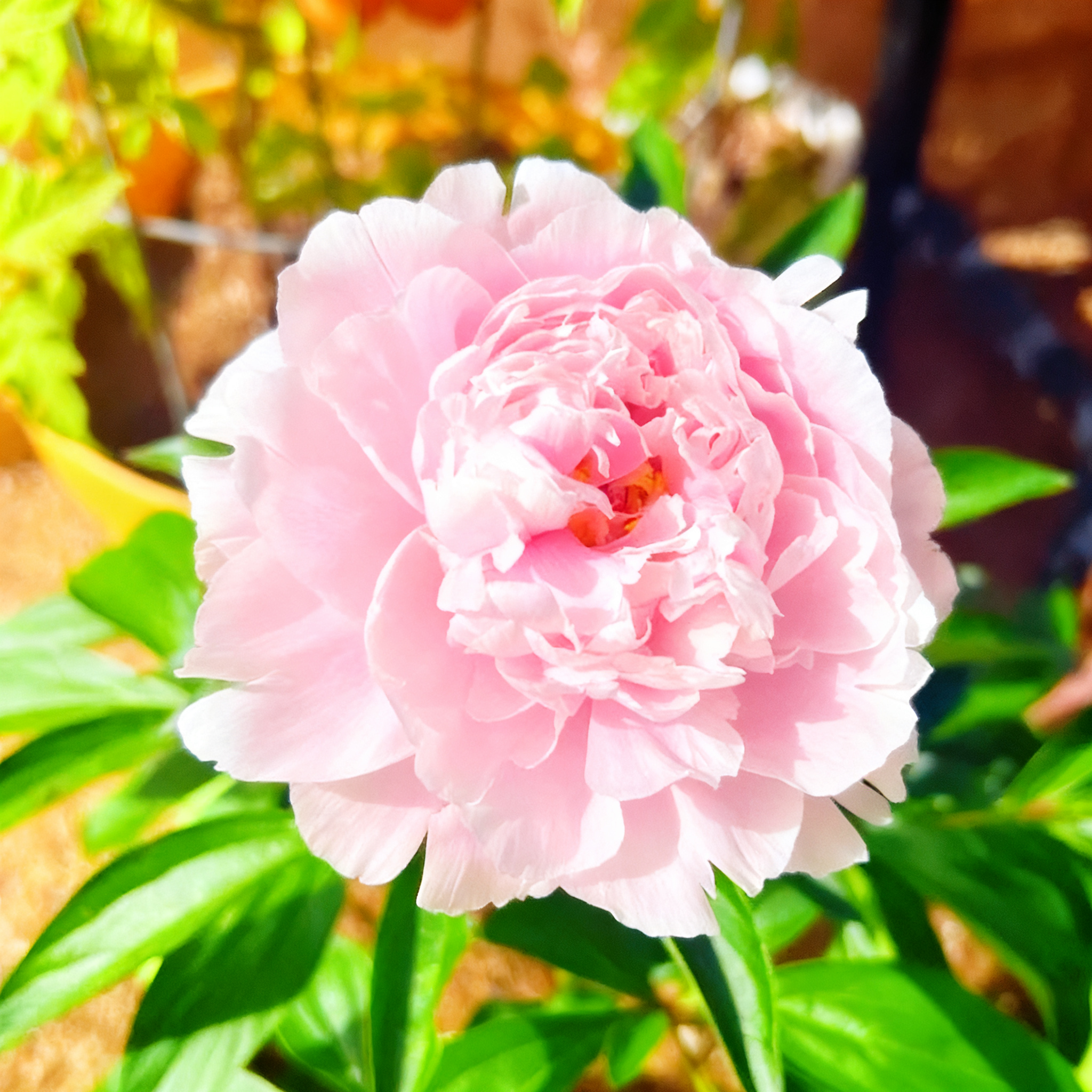 🔥LETZTER TAG 49 % RABATT🌺DIE KÖNIGIN DER BLUMEN – DOPPELT BLÄTTERBLÄTTERIGE PIANI