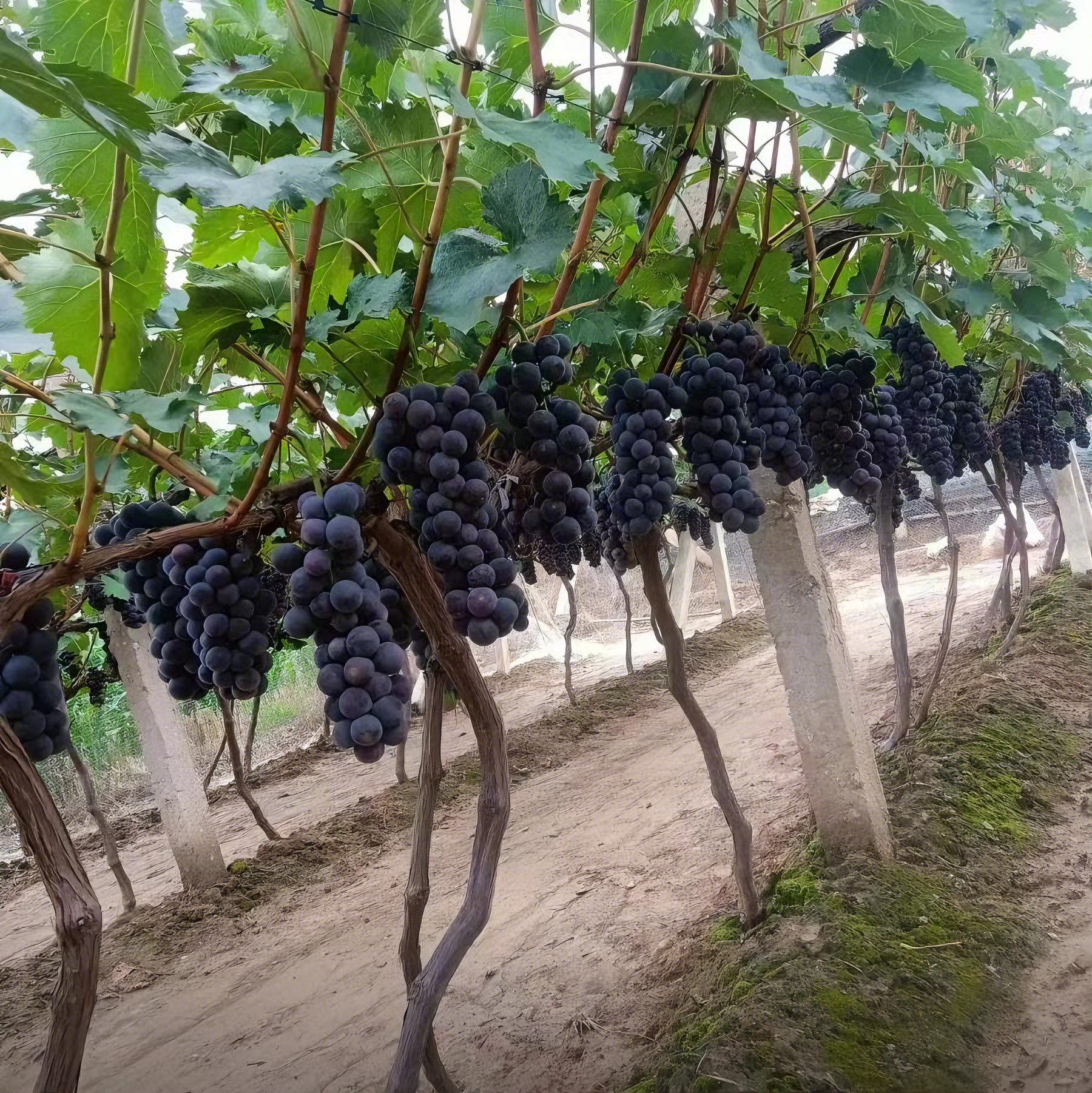 🍇 Kyoho Riesentraube – Die Süßeste & Ertragreichste Traube für Ihren Garten
