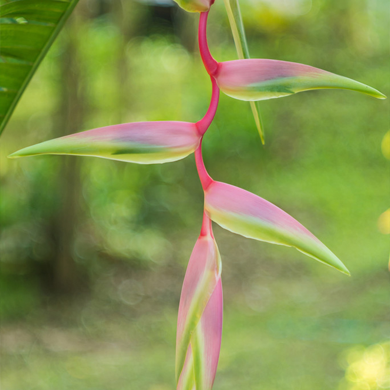 🦜Paradiesvogelblume Samen