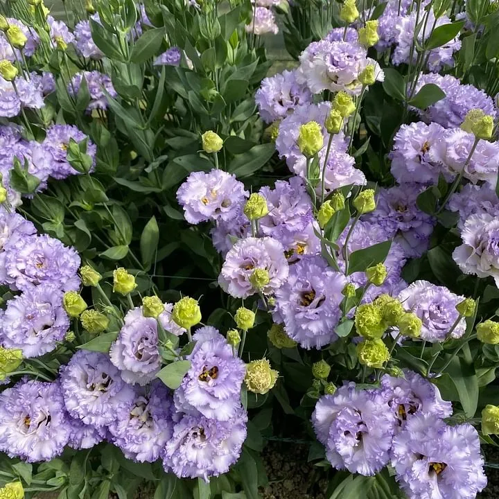 🌺LISIANTHUS – AUFRICHTIGE LIEBE