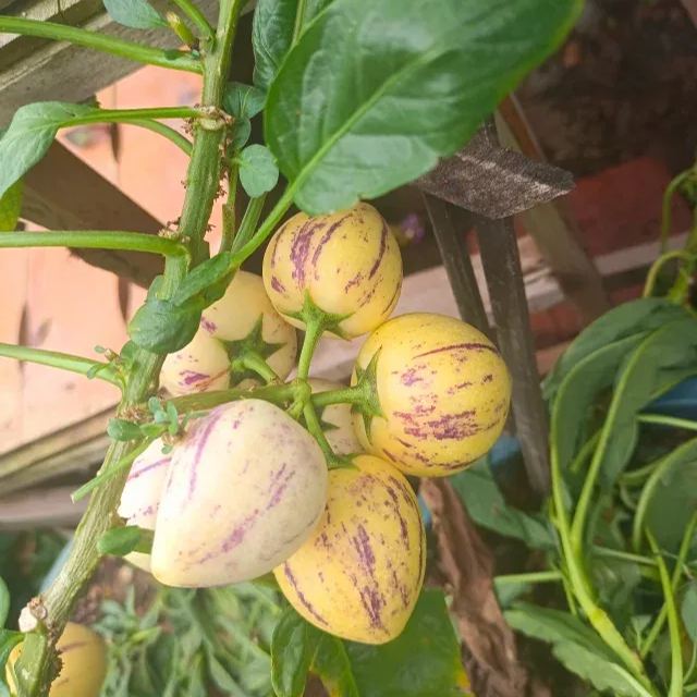 Pepino Melonensamen, Melonenbirne oder süße Gurke Exotische Frucht, Ginseng Fruchtsamen