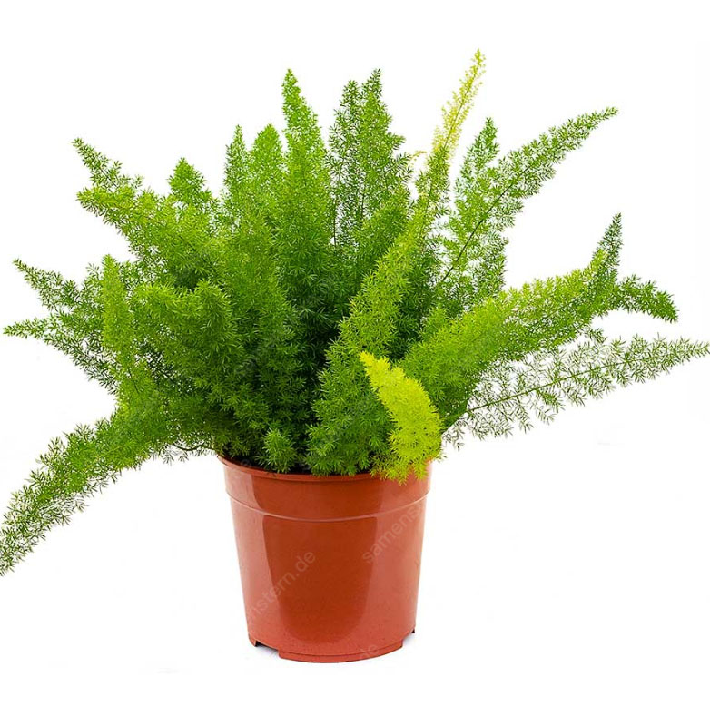 🔥 40% Rabatt! Fuchsschwanz-Spargel💥Einfach zu pflanzen