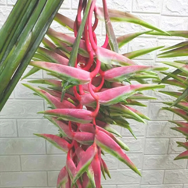 🦜Paradiesvogelblume Samen