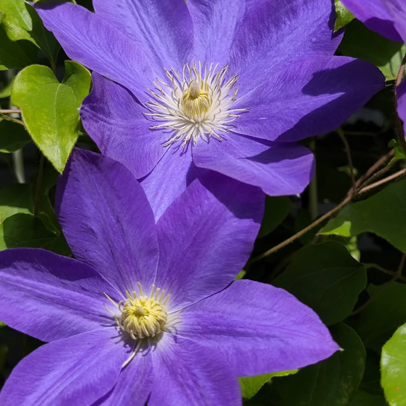 🚀Heißer Verkauf🌿Mehrfarbige Clematis🌱Einfach zu pflanzen