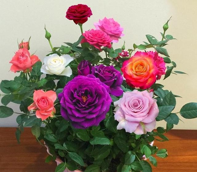 Rosensamen in gemischten Farben💐