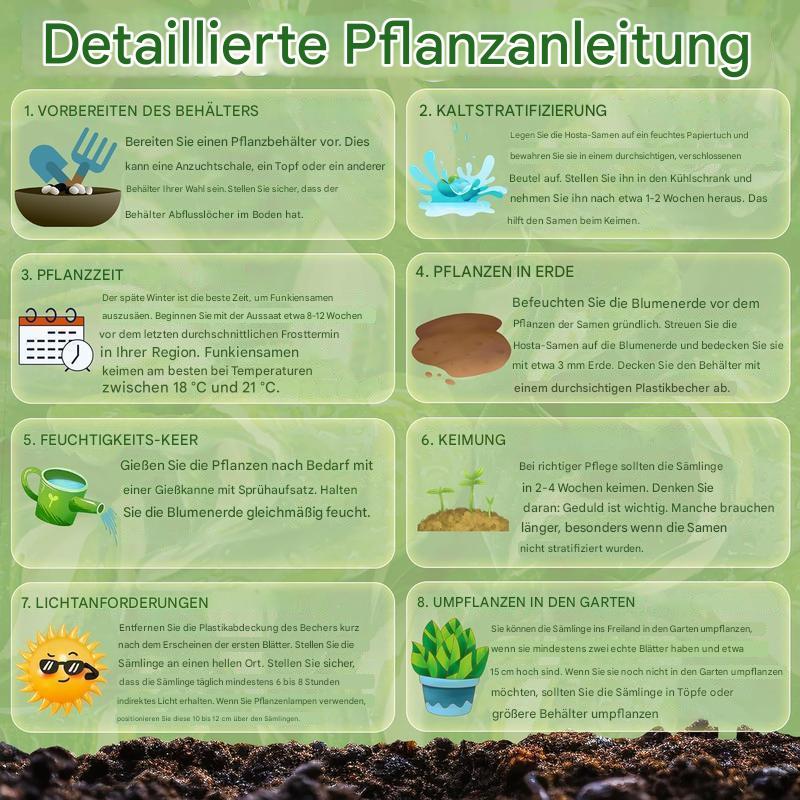 Rainbow Haze Pflanzensamen