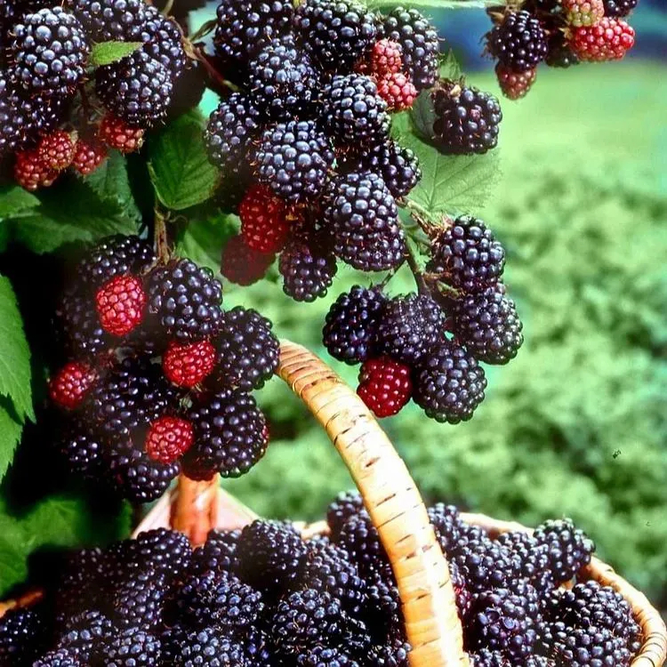 Riesige Lorbeerbeere: Tischtennisballgröße, ⭐Erdbeer-Kirsch-Geschmacksrichtung