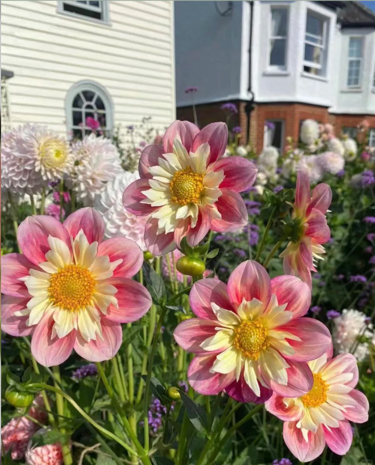 FEERY BLOOM - APRIL HEATHER DAHLIA SAMEN