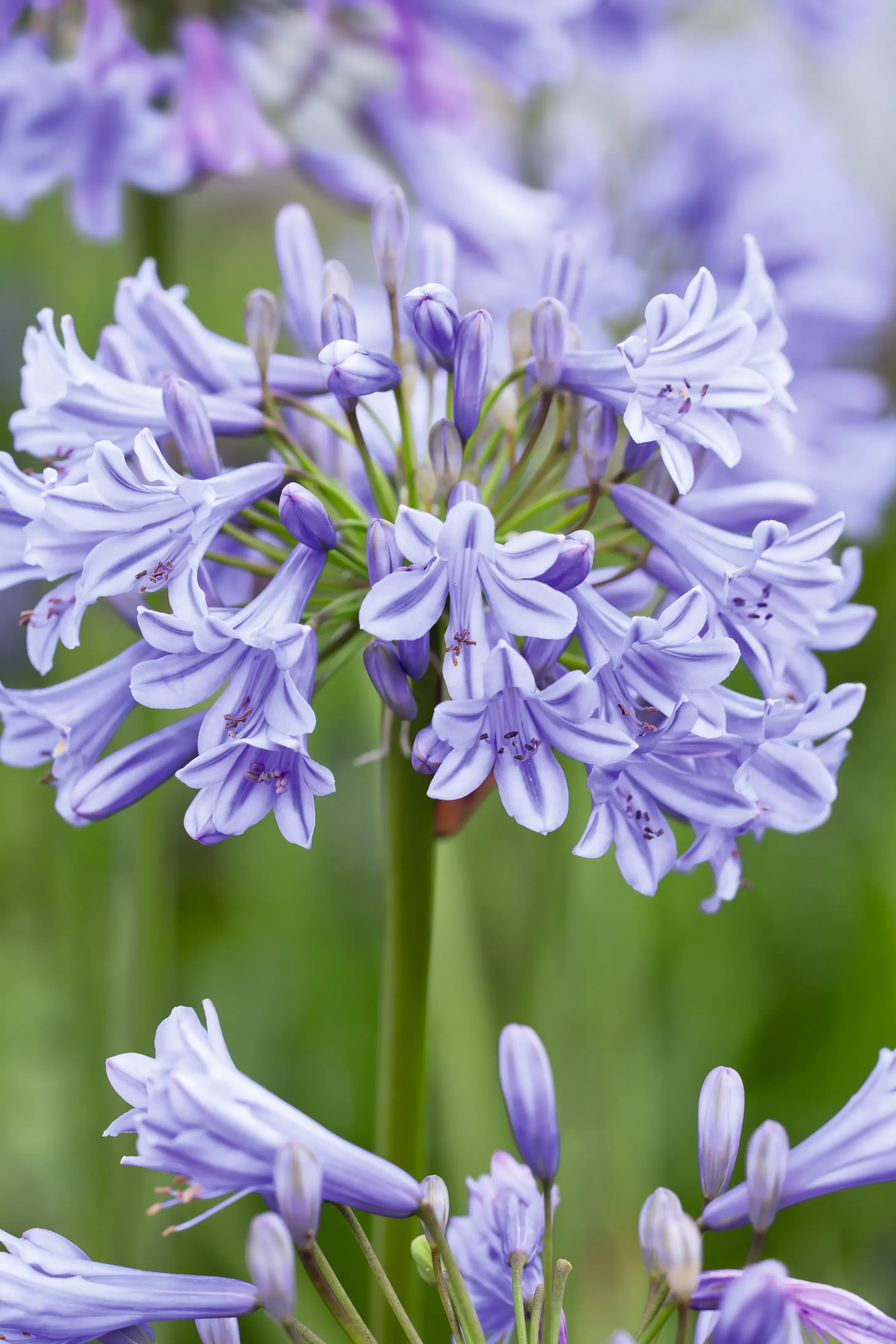 🔥🔥Agapanthus africanus 'Rosa'