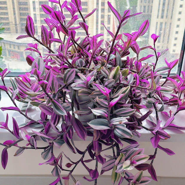 💐Oil Painting Hochzeit Orchidee Samen