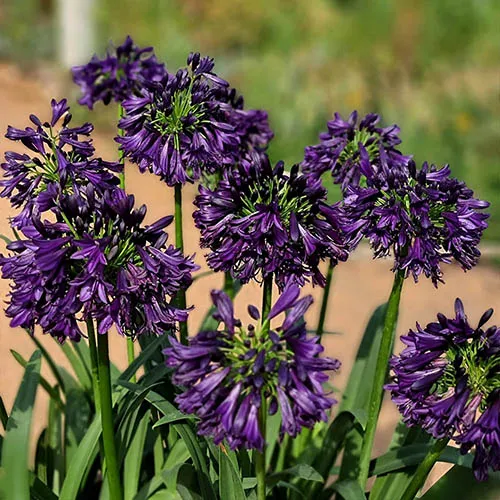 🔥🔥Agapanthus africanus 'Rosa'