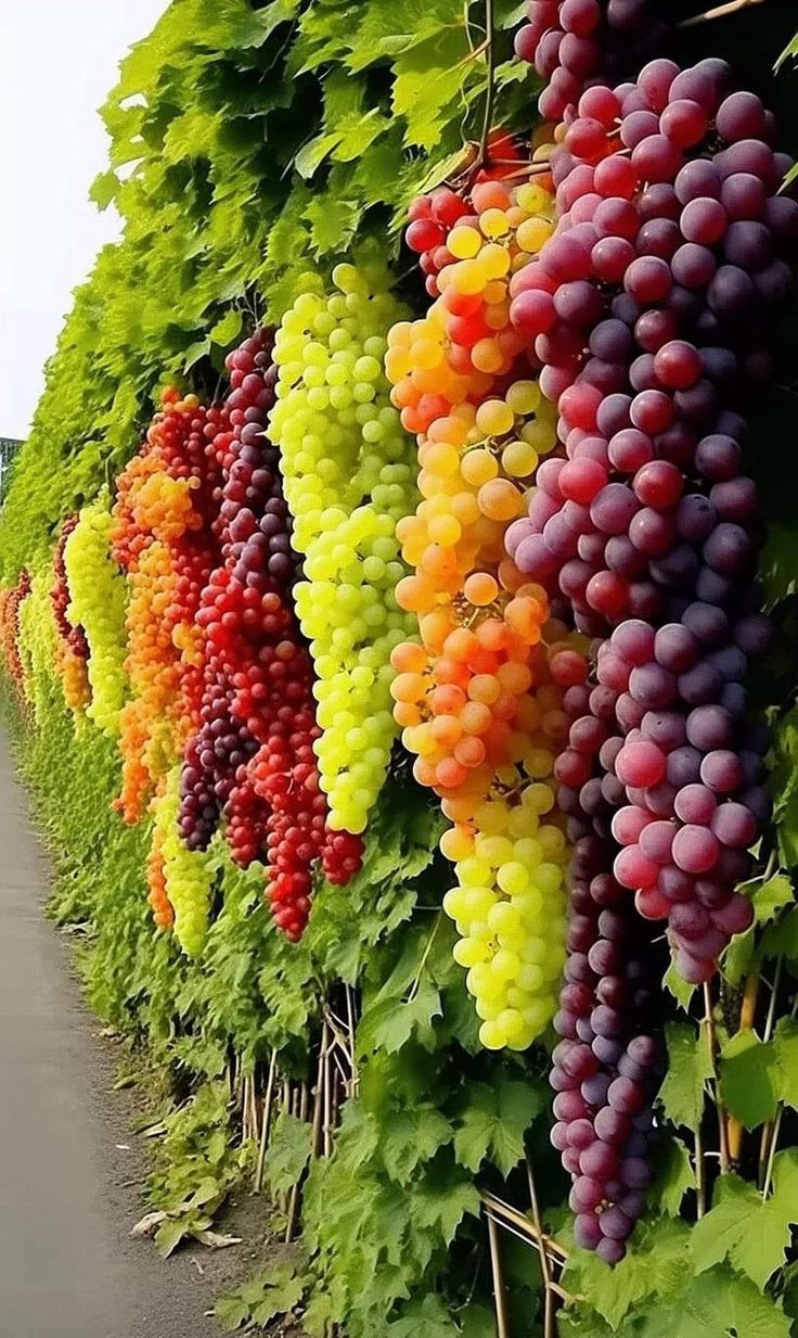 Giant Seedless Waterfall Grape Seeds