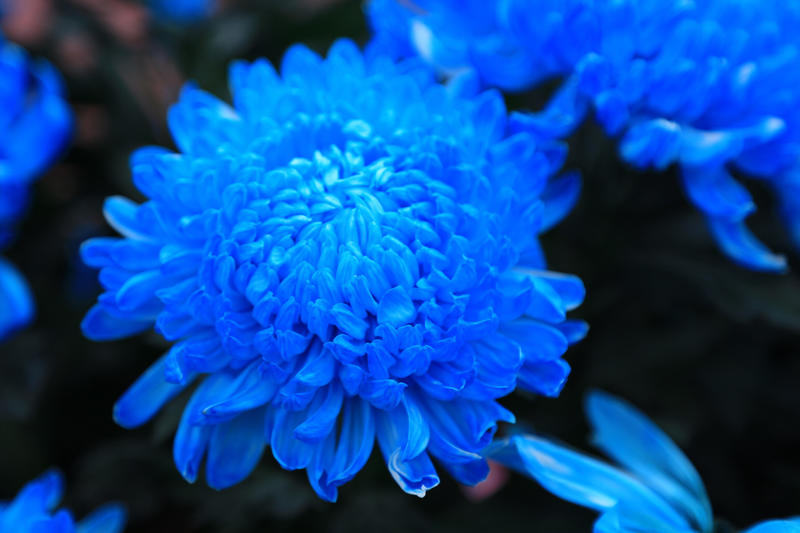 BLAUE FEUERBALL-DAHLIENSAMEN